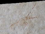 Palinurina longipes (MNSTER 1839) - Bild © FossNet FossilienStore
